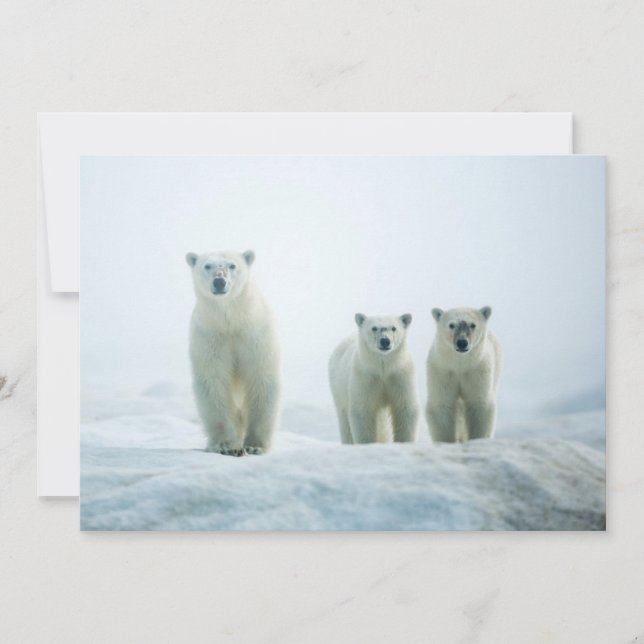 Cutest Baby Animals | Three Young Polar Bears Thank You Card (Front)