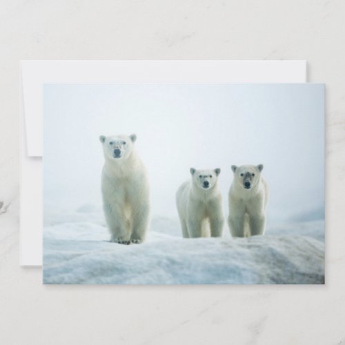 Cutest Baby Animals  Three Young Polar Bears Thank You Card