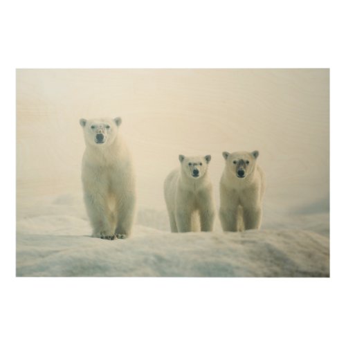 Cutest Baby Animals  Three Young Polar Bears Wood Wall Art