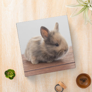 Cutest Baby Animals Tiny Baby Bunny 3 Ring Binder