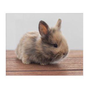 Cutest Baby Animals Tiny Baby Bunny Acrylic Print