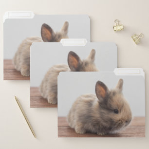 Cutest Baby Animals Tiny Baby Bunny File Folder