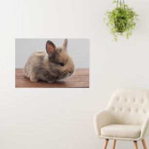 Cutest Baby Animals   Tiny Baby Bunny Foam Board