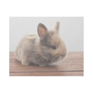 Cutest Baby Animals Tiny Baby Bunny Gallery Wrap