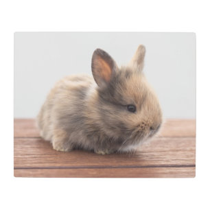 Cutest Baby Animals Tiny Baby Bunny Metal Print