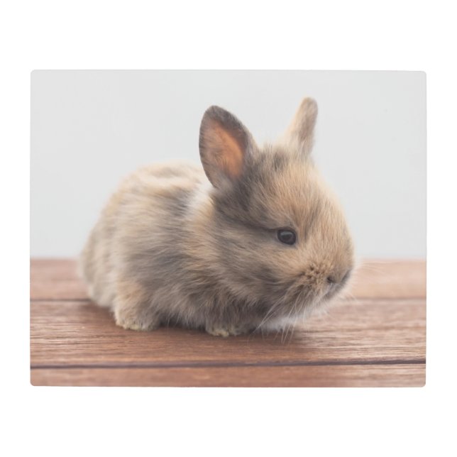 Cutest Baby Animals | Tiny Baby Bunny Metal Print (Front)