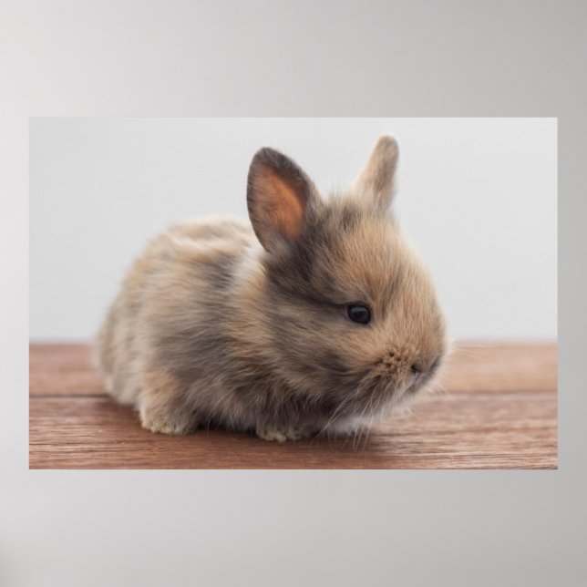 Cutest Baby Animals | Tiny Baby Bunny Poster (Front)