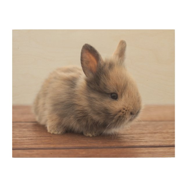 Cutest Baby Animals | Tiny Baby Bunny Wood Wall Art (Front)