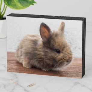 Cutest Baby Animals Tiny Baby Bunny Wooden Box Sign