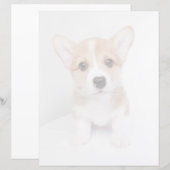 Cutest Baby Animals | Tiny Corgi (Front/Back)