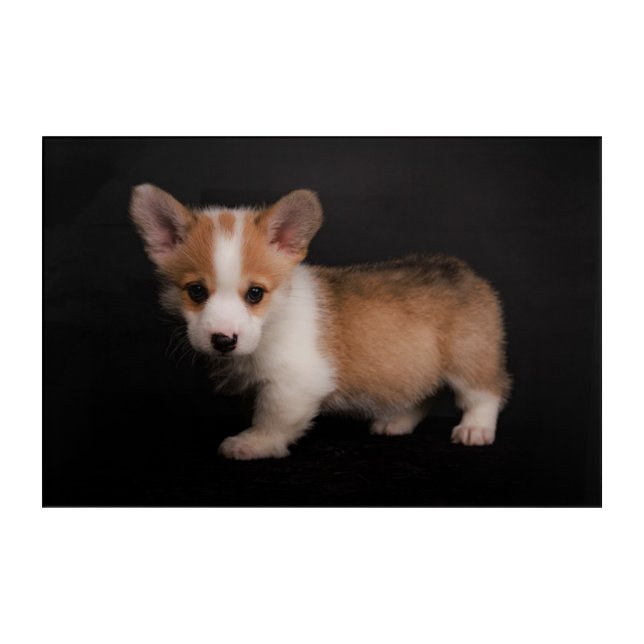 Cutest Baby Animals | Tiny Corgi Acrylic Print (Front)