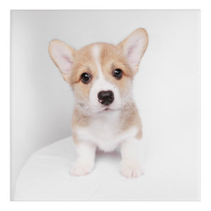 Cutest Baby Animals Tiny Corgi Acrylic Print