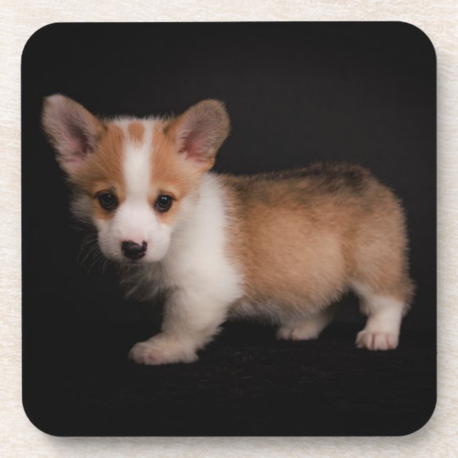 Cutest Baby Animals | Tiny Corgi Beverage Coaster (Front)