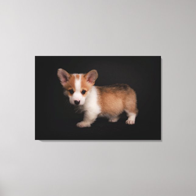Cutest Baby Animals | Tiny Corgi Canvas Print (Front)