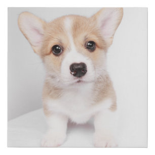 Cutest Baby Animals Tiny Corgi Faux Canvas Print