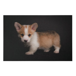 Cutest Baby Animals Tiny Corgi Faux Canvas Print