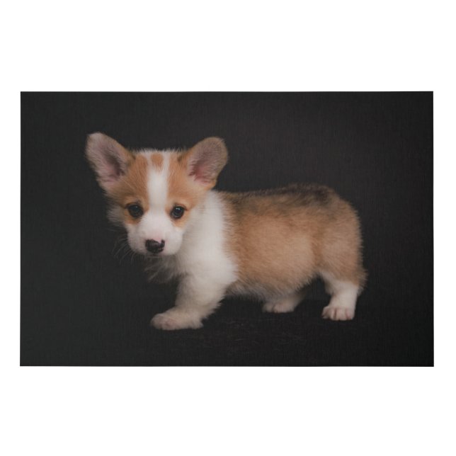 Cutest Baby Animals | Tiny Corgi Faux Canvas Print (Front)