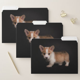 Cutest Baby Animals   Tiny Corgi File Folder