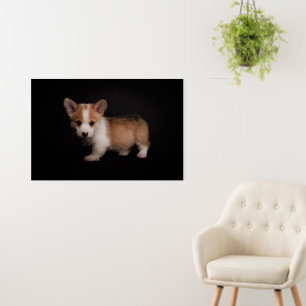 Cutest Baby Animals Tiny Corgi Foam Board
