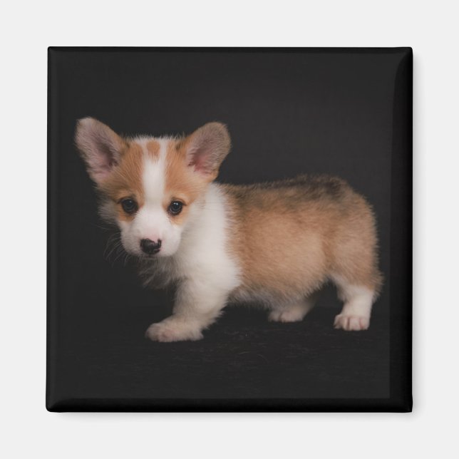 Cutest Baby Animals | Tiny Corgi Magnet (Front)
