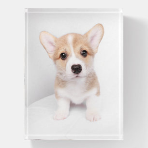 Cutest Baby Animals Tiny Corgi Paperweight