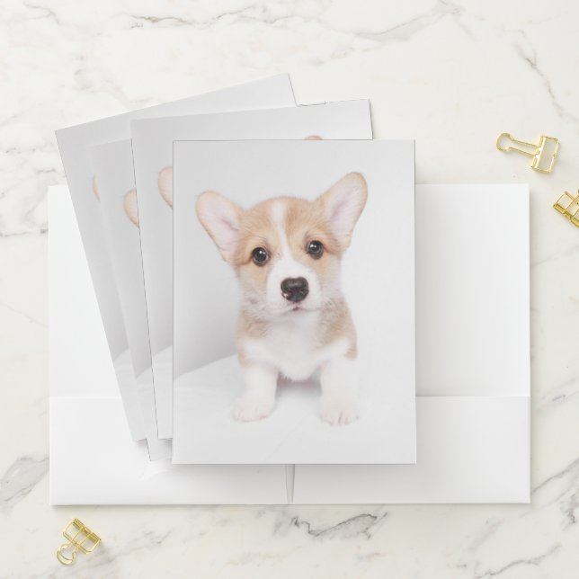Cutest Baby Animals | Tiny Corgi Pocket Folder (In Situ)