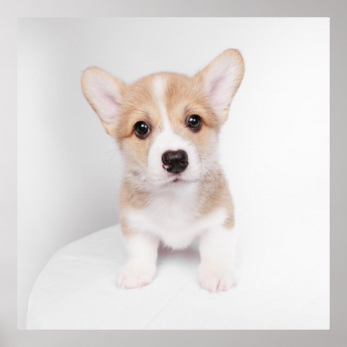 Cutest Baby Animals  Tiny Corgi Poster