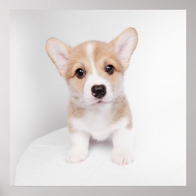 Cutest Baby Animals | Tiny Corgi Poster (Front)