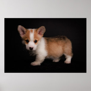 Cutest Baby Animals Tiny Corgi Poster