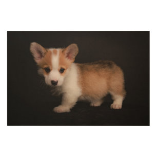 Cutest Baby Animals Tiny Corgi Wood Wall Art