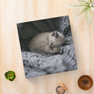 Cutest Baby Animals   Tiny Kitten Sleeping 3 Ring Binder