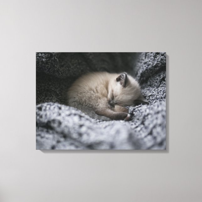 Cutest Baby Animals | Tiny Kitten Sleeping Canvas Print (Front)