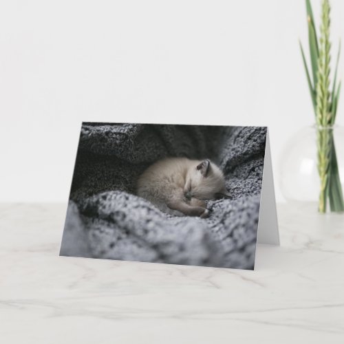 Cutest Baby Animals  Tiny Kitten Sleeping Card