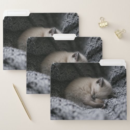 Cutest Baby Animals  Tiny Kitten Sleeping File Folder