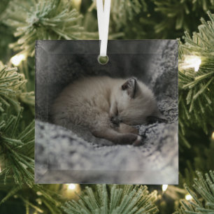 Cutest Baby Animals Tiny Kitten Sleeping Glass Ornament