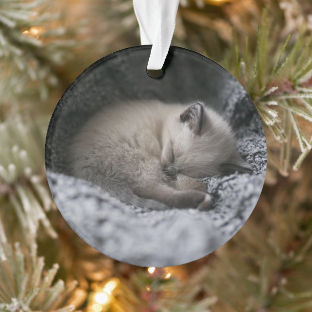 Cutest Baby Animals | Tiny Kitten Sleeping Ornament (Tree)