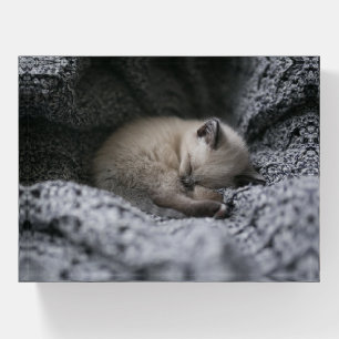 Cutest Baby Animals Tiny Kitten Sleeping Paperweight