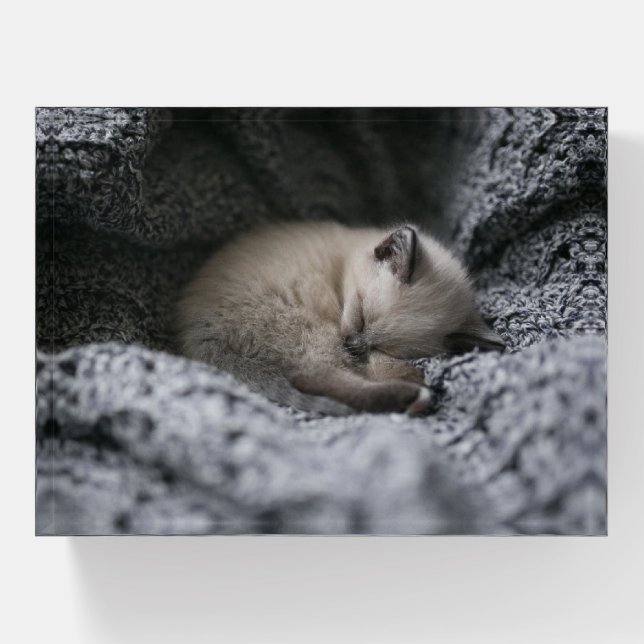Cutest Baby Animals | Tiny Kitten Sleeping Paperweight (Front)