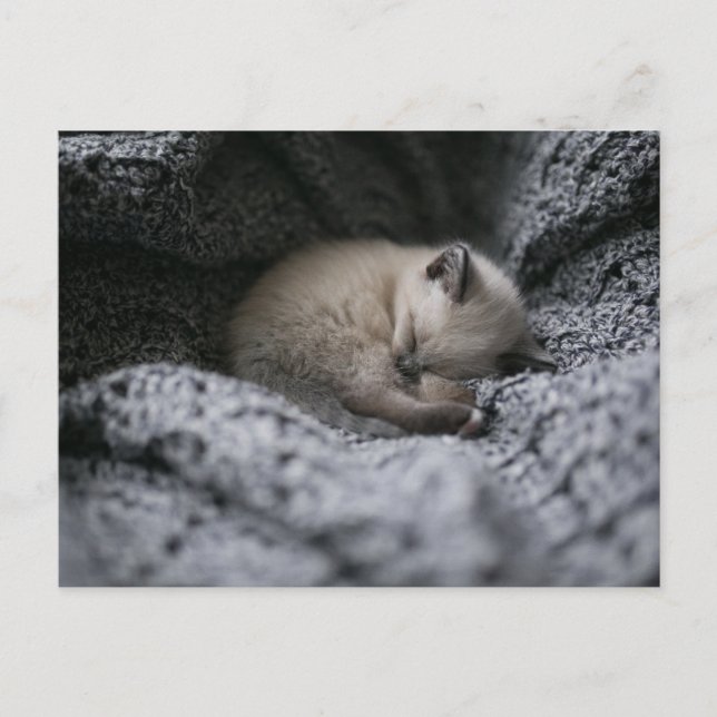 Cutest Baby Animals | Tiny Kitten Sleeping Postcard (Front)