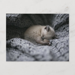 Cutest Baby Animals Tiny Kitten Sleeping Postcard