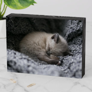 Cutest Baby Animals Tiny Kitten Sleeping Wooden Box Sign