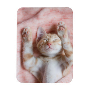 Cutest Baby Animals Tiny Orange Striped Kitten Magnet