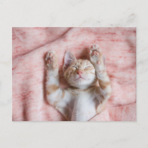 Cutest Baby Animals  Tiny Orange Striped Kitten Postcard
