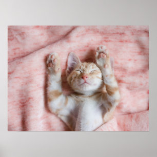 Cutest Baby Animals Tiny Orange Striped Kitten Poster