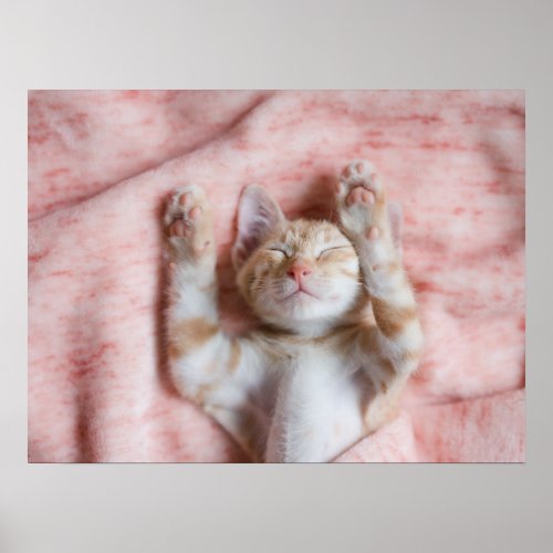 Cutest Baby Animals  Tiny Orange Striped Kitten Poster