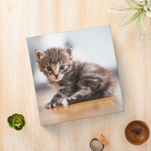 Cutest Baby Animals  Tiny Tabby Kitten 3 Ring Binder