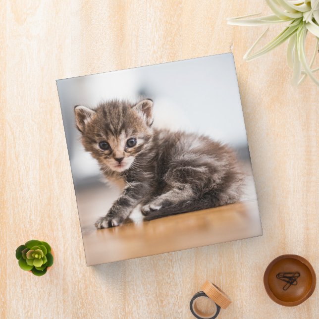 Cutest Baby Animals | Tiny Tabby Kitten 3 Ring Binder (In Situ)