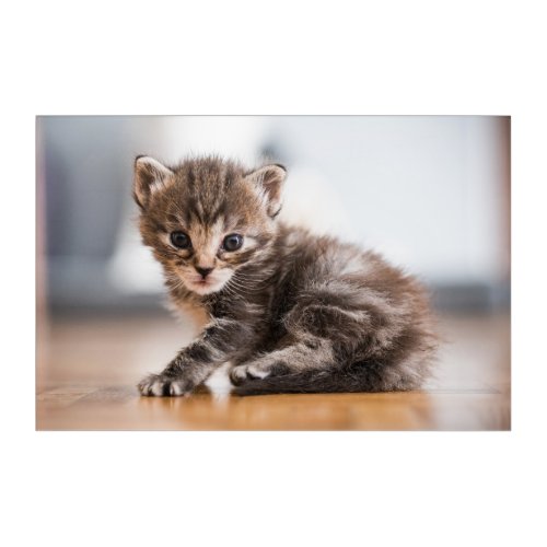 Cutest Baby Animals  Tiny Tabby Kitten Acrylic Print