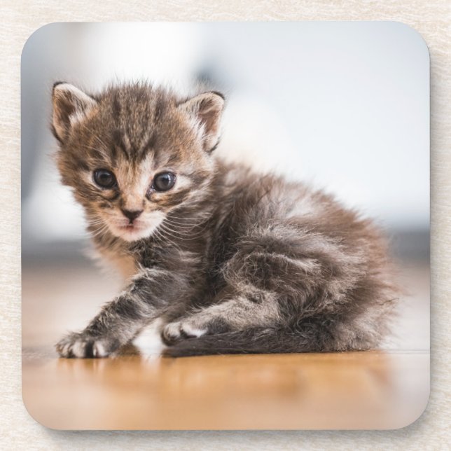 Cutest Baby Animals | Tiny Tabby Kitten Beverage Coaster (Front)