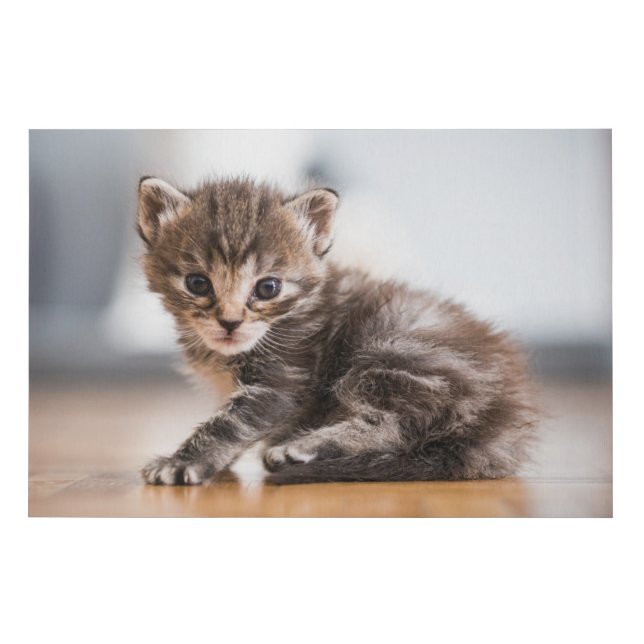 Cutest Baby Animals | Tiny Tabby Kitten Faux Canvas Print (Front)